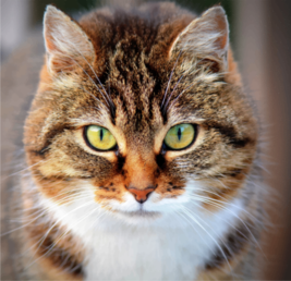 Are you feeding outdoor cats? We can help you!